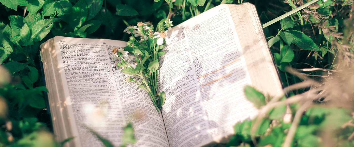 An open Bible resting among green plants and white flowers